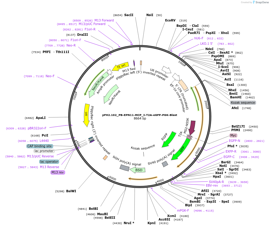 205547-plasmid-map-sequence-id-408263