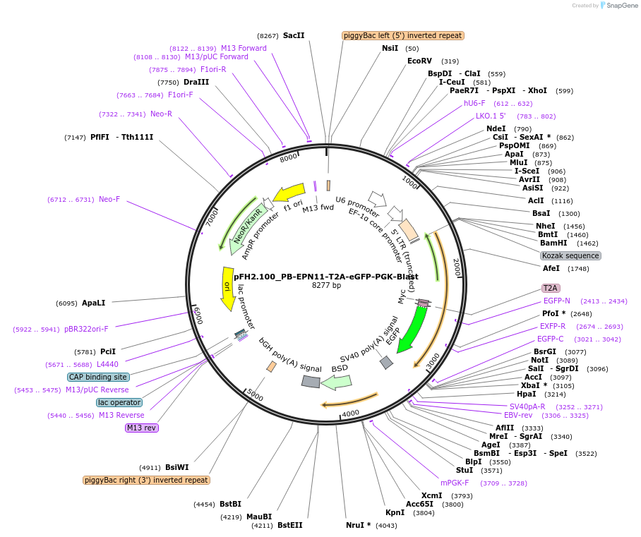 205545-plasmid-map-sequence-id-408274