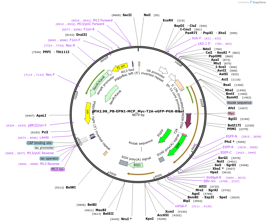 205543-plasmid-map-sequence-id-408279