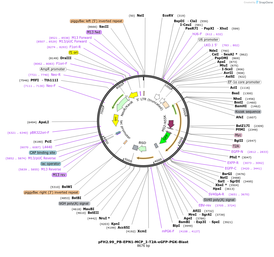 205544-plasmid-map-sequence-id-408281