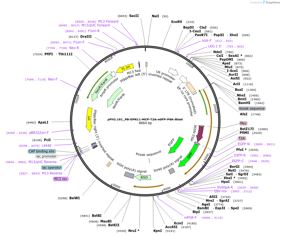 205546-plasmid-map-sequence-id-408287