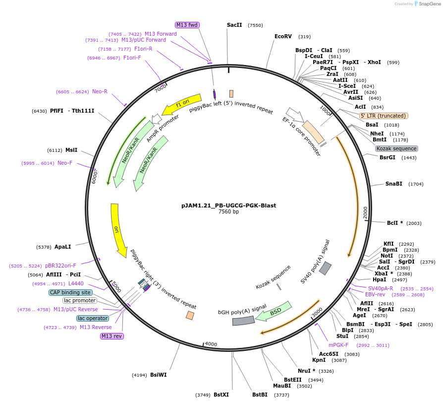 205566-plasmid-map-sequence-id-408288