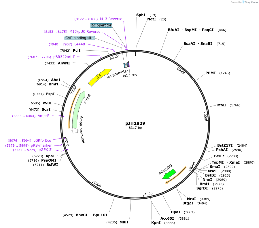 199693-plasmid-map-sequence-id-408324