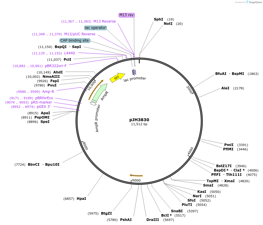 200038-plasmid-map-sequence-id-408325