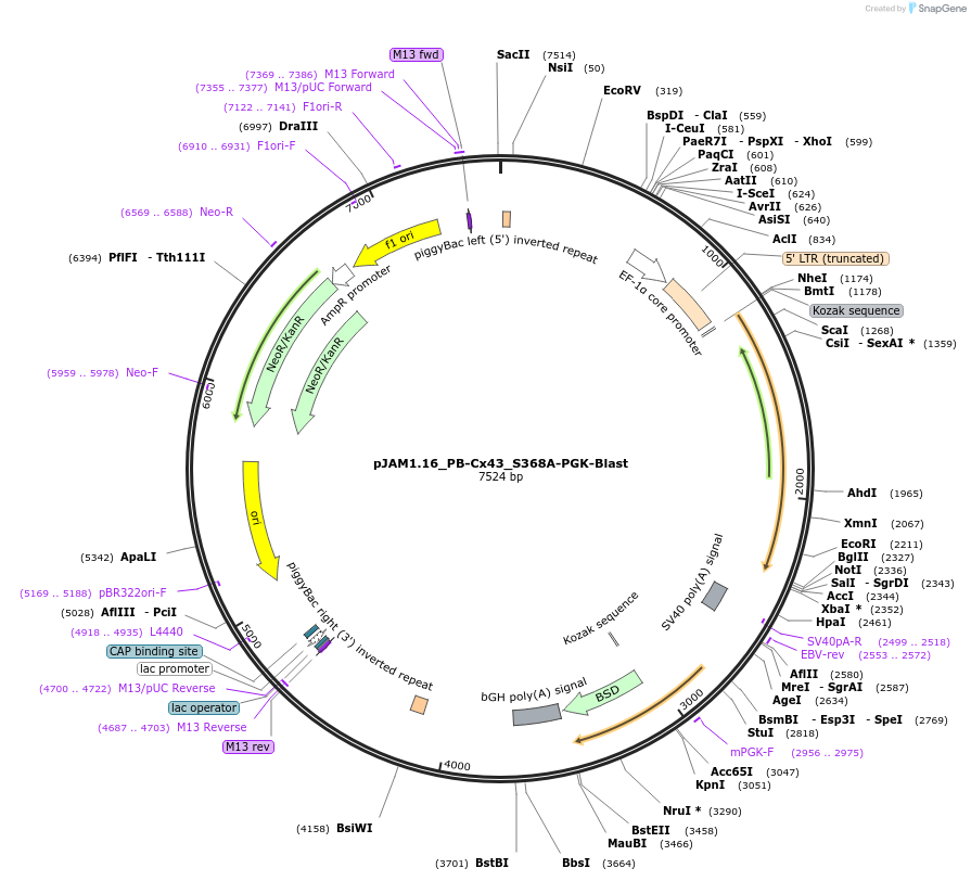 205561-plasmid-map-sequence-id-408399