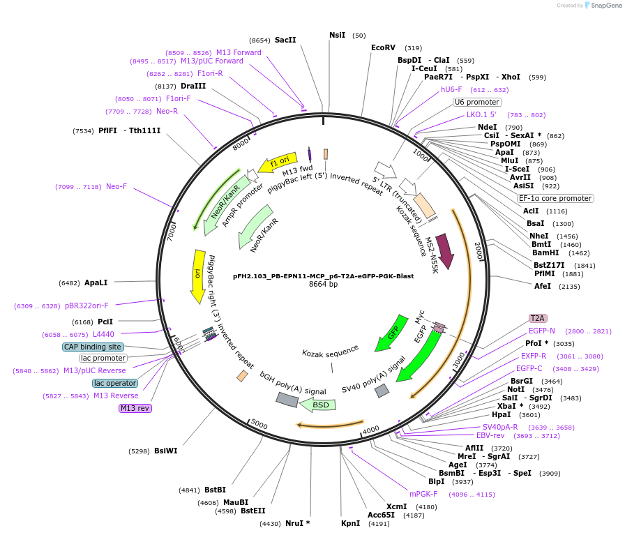 205548-plasmid-map-sequence-id-408400
