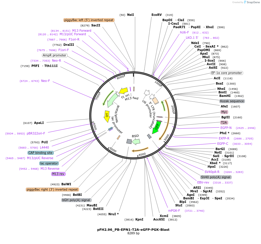 205541-plasmid-map-sequence-id-408406