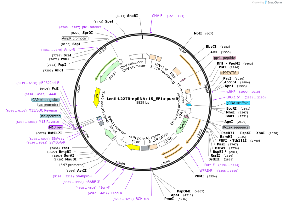 207360-plasmid-map-sequence-id-408407
