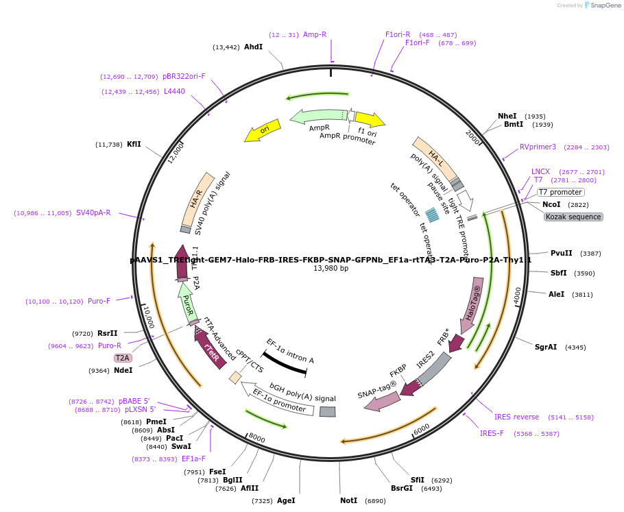 197063-plasmid-map-sequence-id-408409