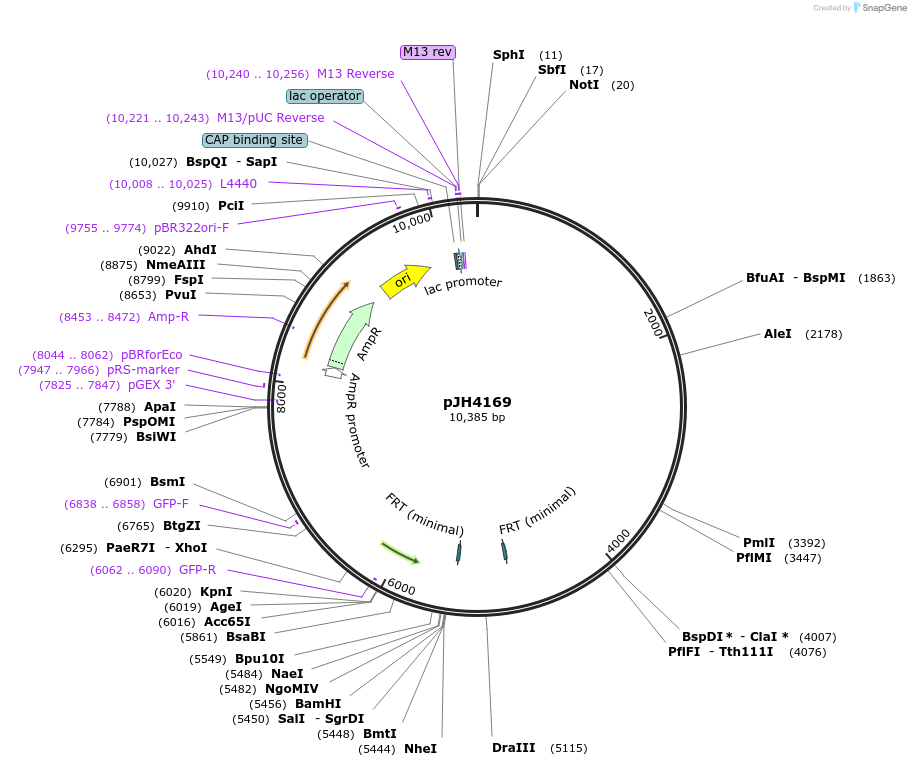 200108-plasmid-map-sequence-id-408410