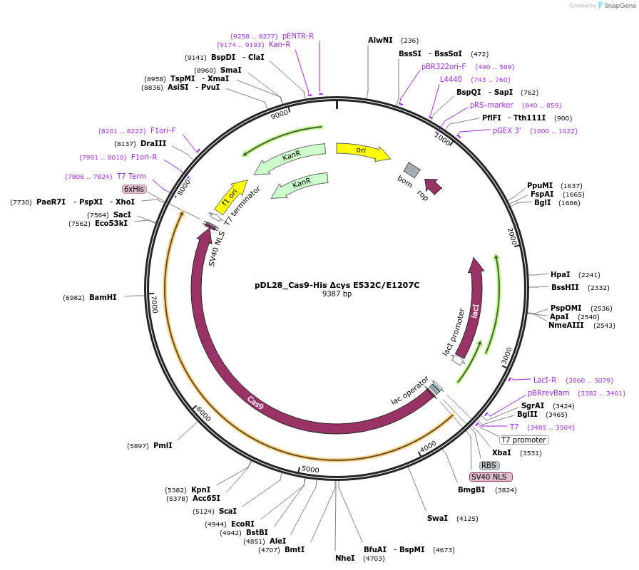 206289-plasmid-map-sequence-id-408412