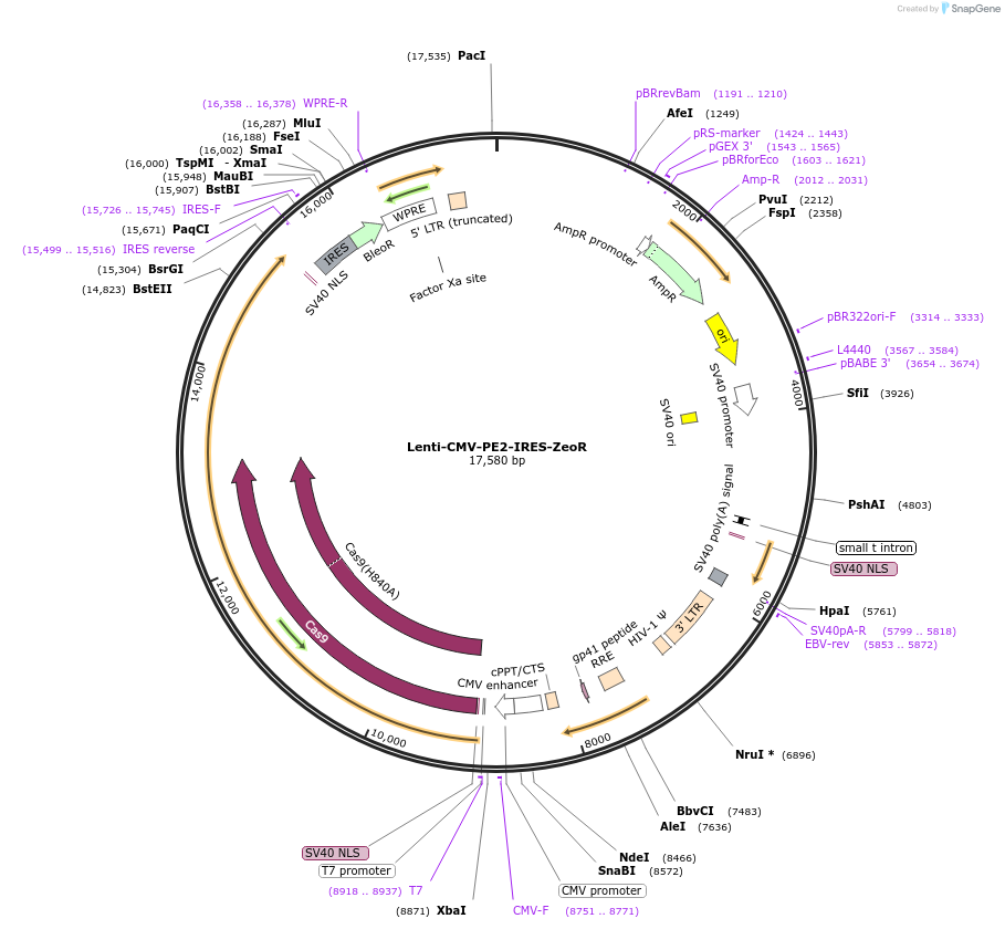 207352-plasmid-map-sequence-id-408413