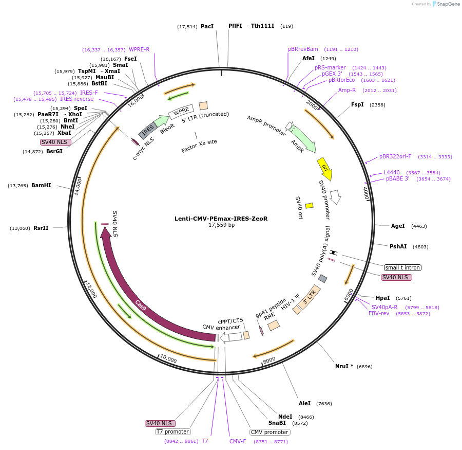 207353-plasmid-map-sequence-id-408414