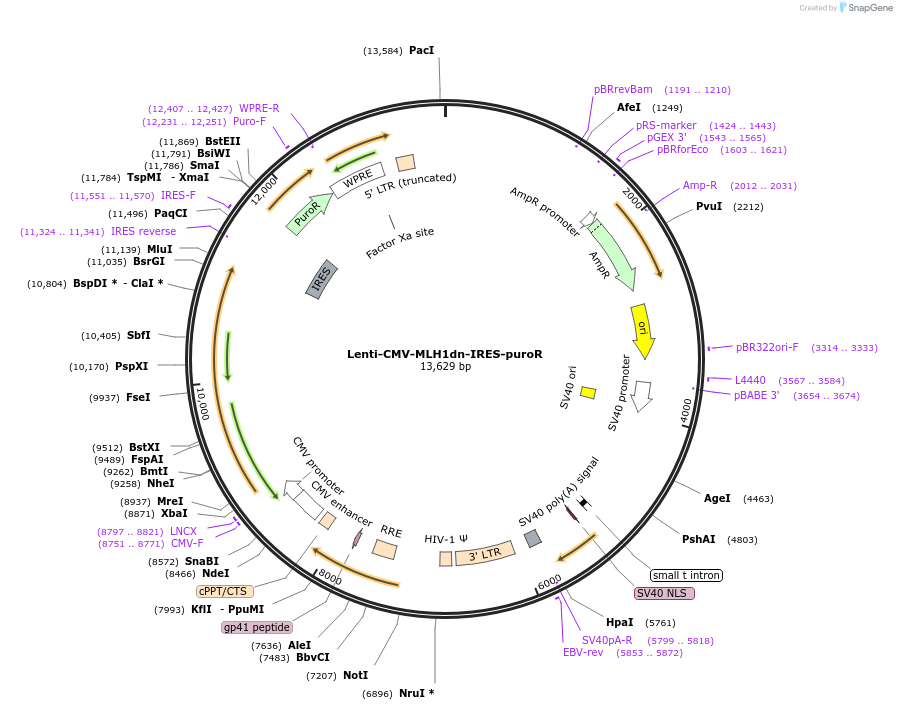207354-plasmid-map-sequence-id-408415