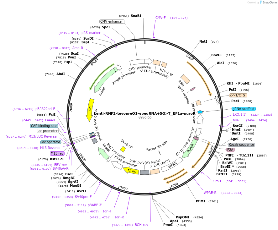 207355-plasmid-map-sequence-id-408416
