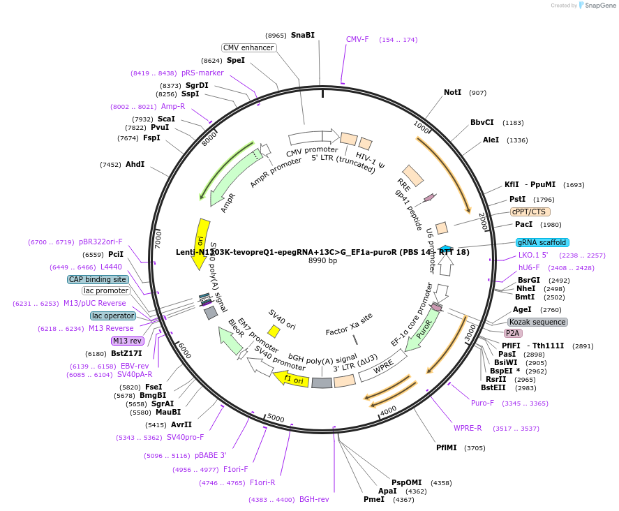 207356-plasmid-map-sequence-id-408417