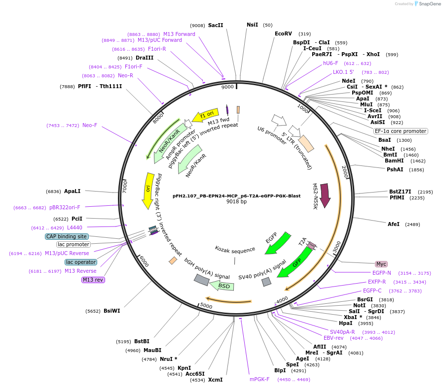 205552-plasmid-map-sequence-id-408422