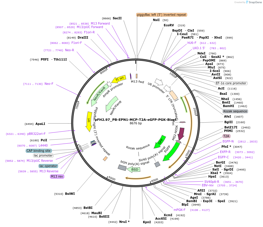 205542-plasmid-map-sequence-id-408423