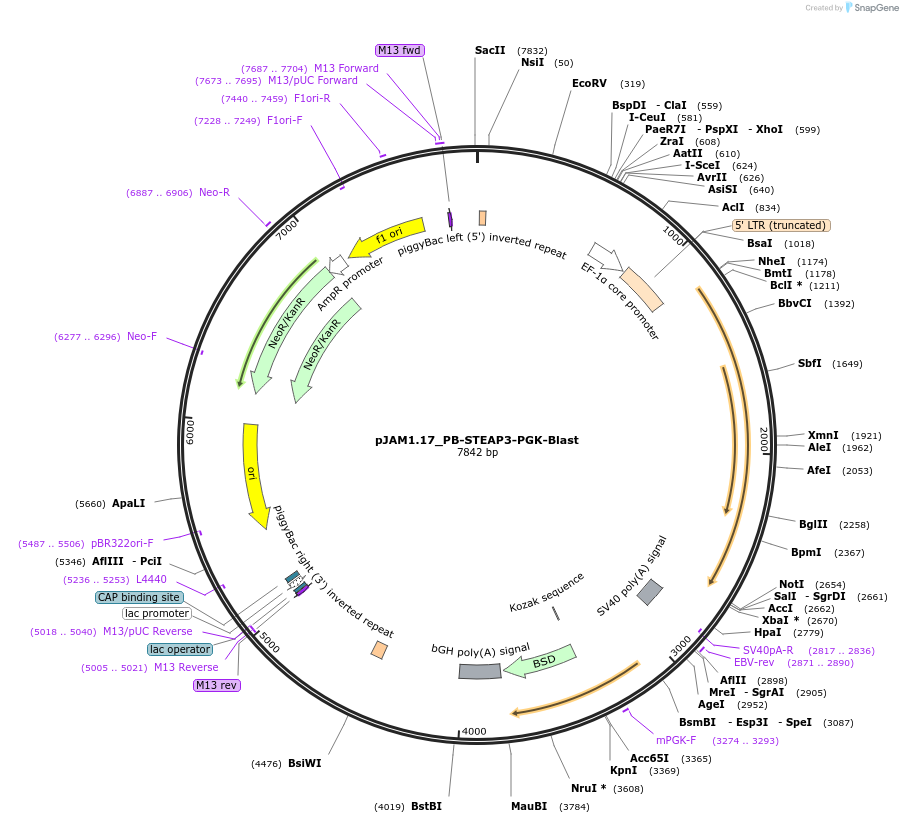 205562-plasmid-map-sequence-id-408424