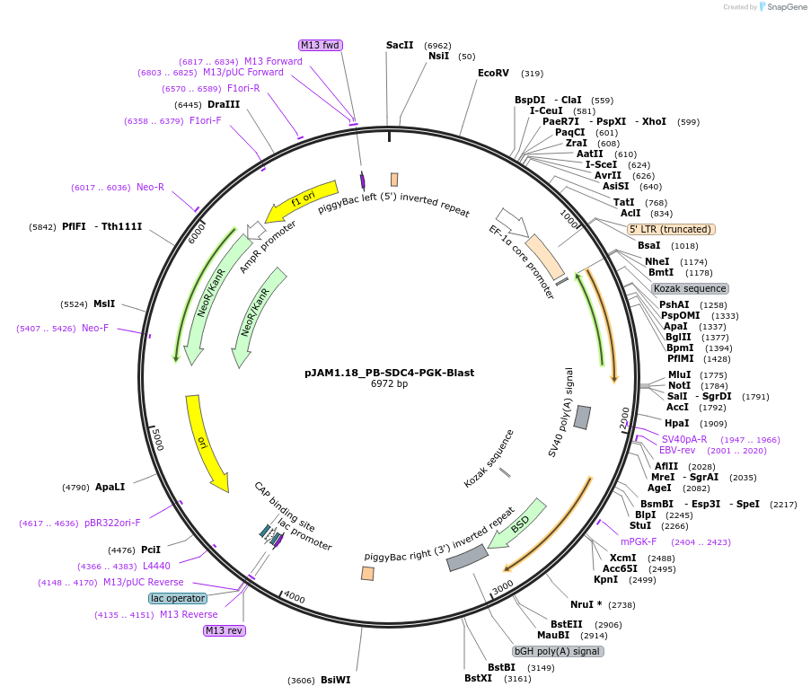 205563-plasmid-map-sequence-id-408425