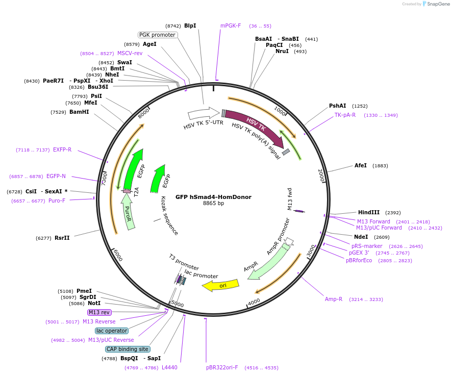 206044-plasmid-map-sequence-id-408426
