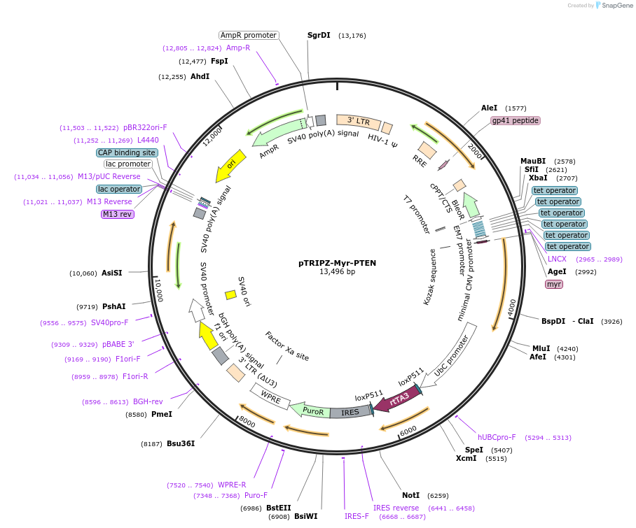 206983-plasmid-map-sequence-id-408428