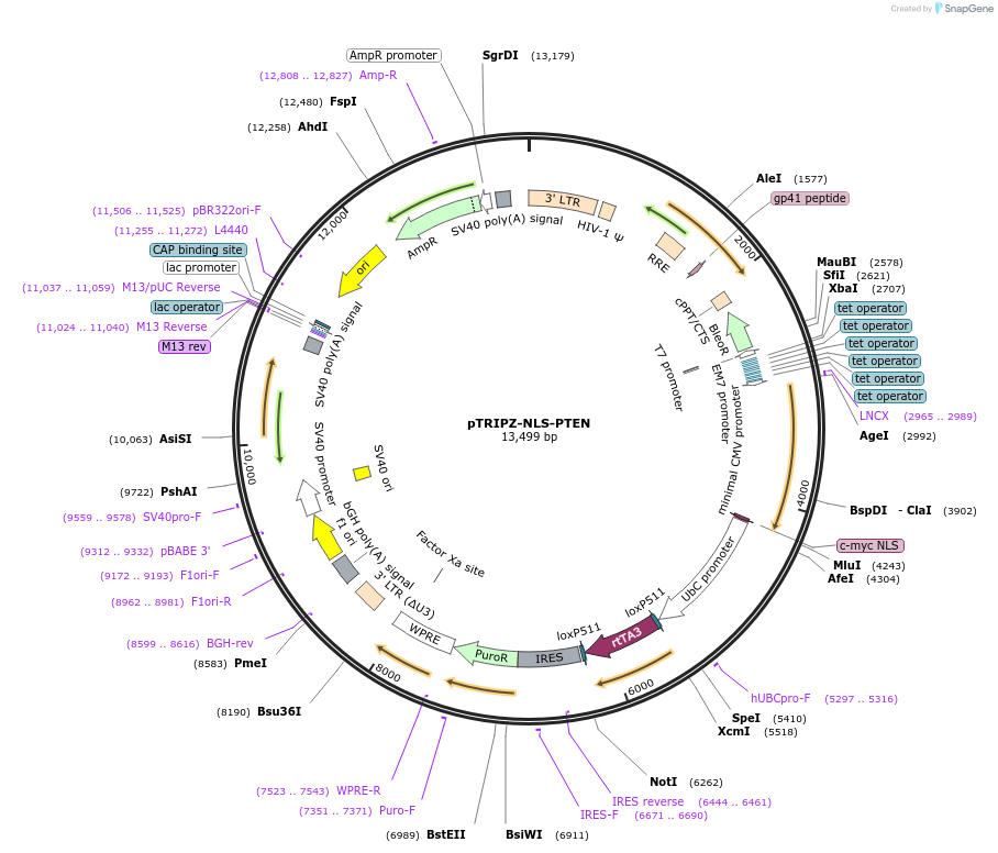 206984-plasmid-map-sequence-id-408430