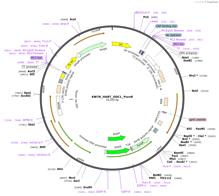207401-plasmid-map-sequence-id-408431