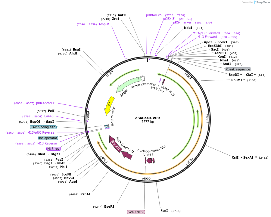 205251-plasmid-map-sequence-id-408439