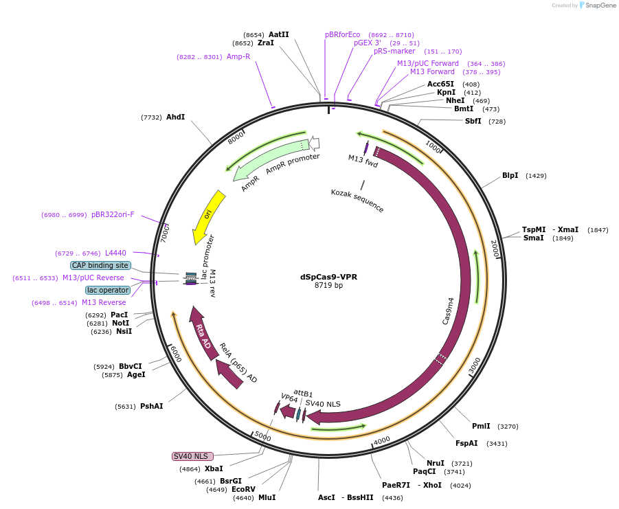 205247-plasmid-map-sequence-id-408440
