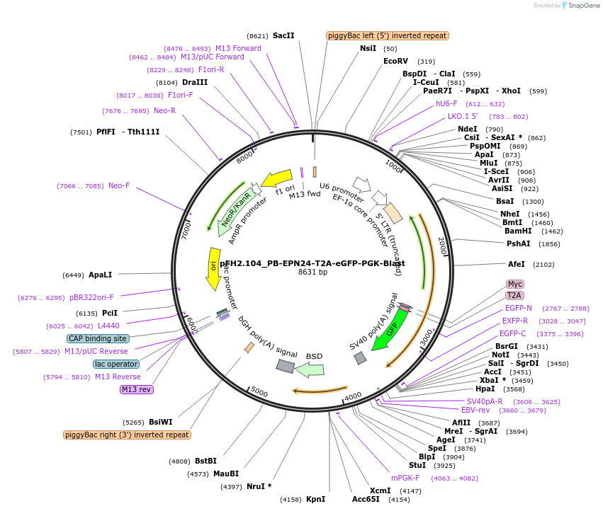 205549-plasmid-map-sequence-id-408443