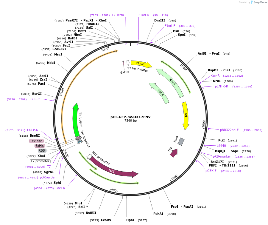 206380-plasmid-map-sequence-id-408446