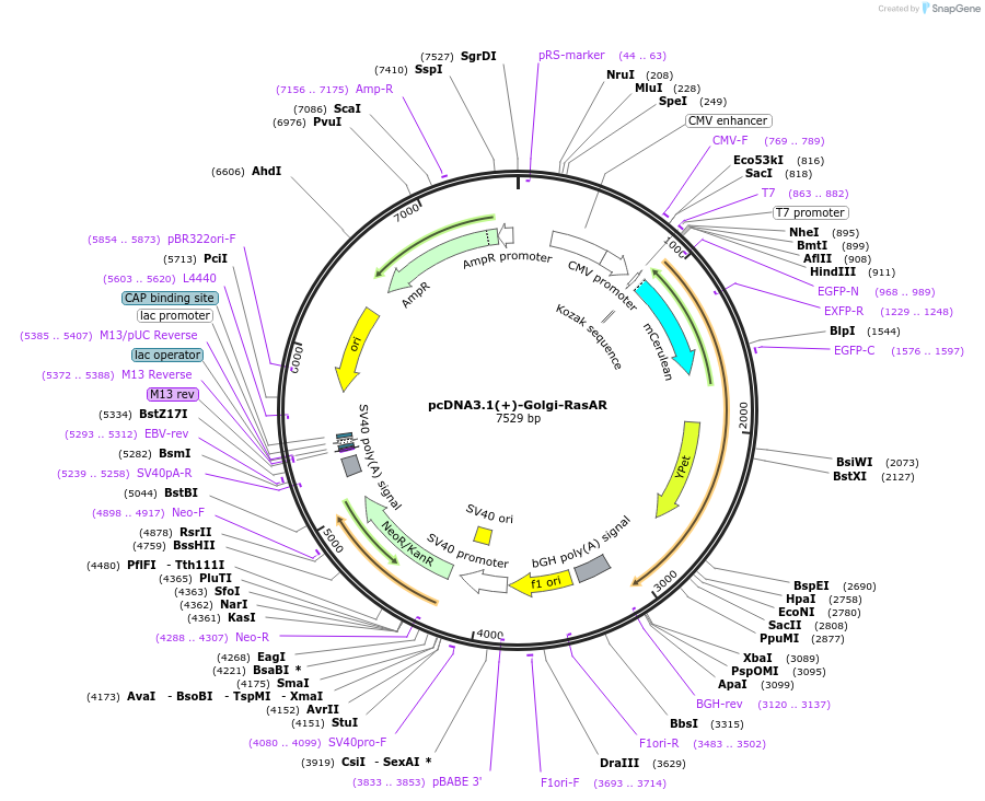205570-plasmid-map-sequence-id-408448