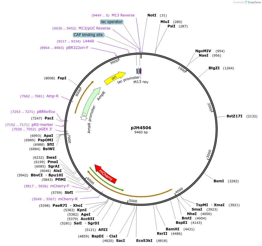 200255-plasmid-map-sequence-id-408449