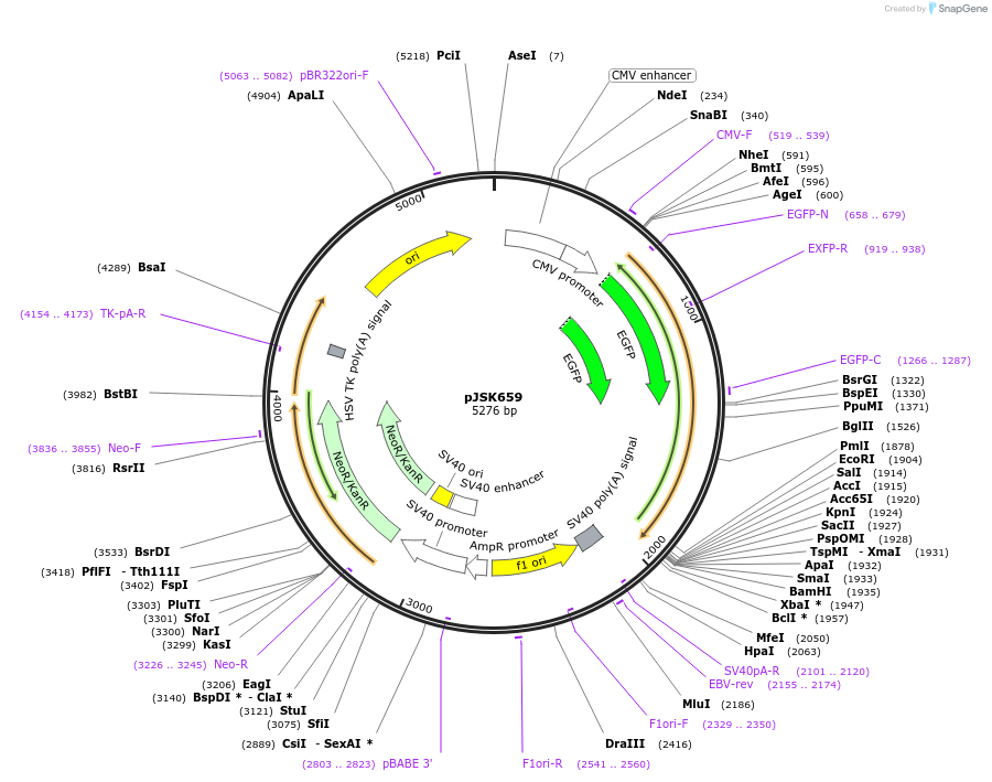 205128-plasmid-map-sequence-id-408465