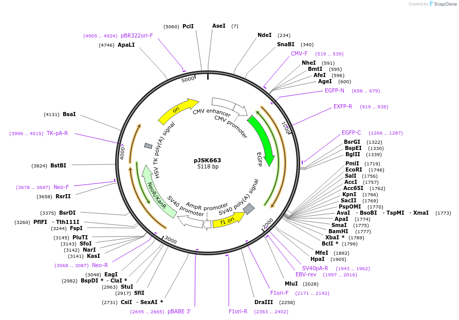 205129-plasmid-map-sequence-id-408466