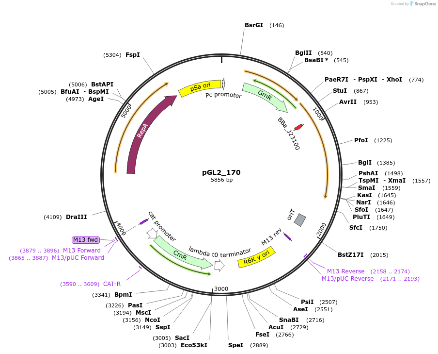 199102-plasmid-map-sequence-id-408504