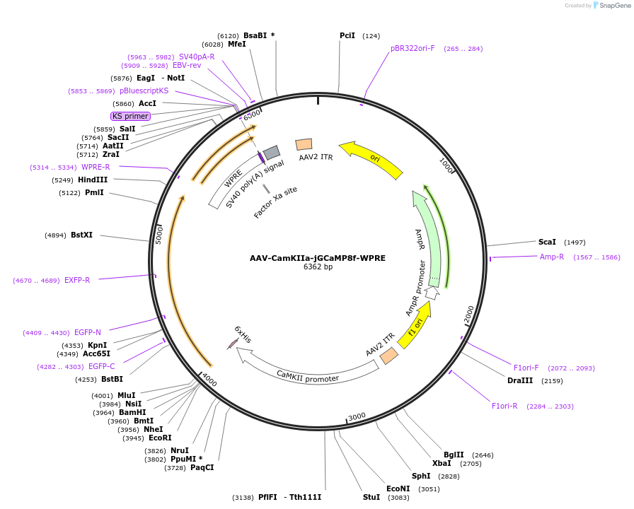 176750-plasmid-map-sequence-id-408507