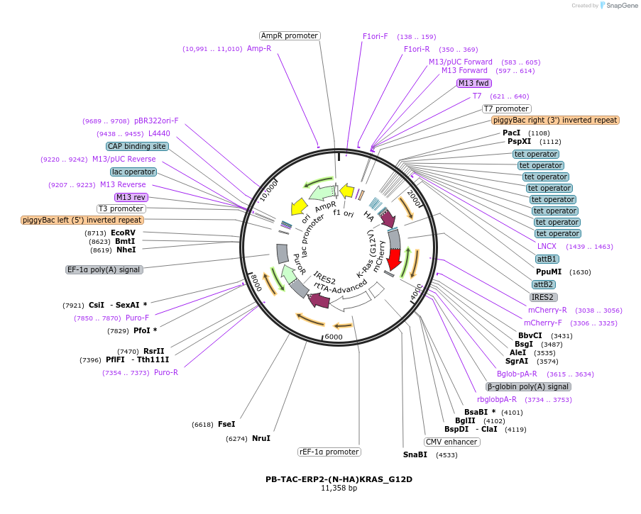 201254-plasmid-map-sequence-id-408509