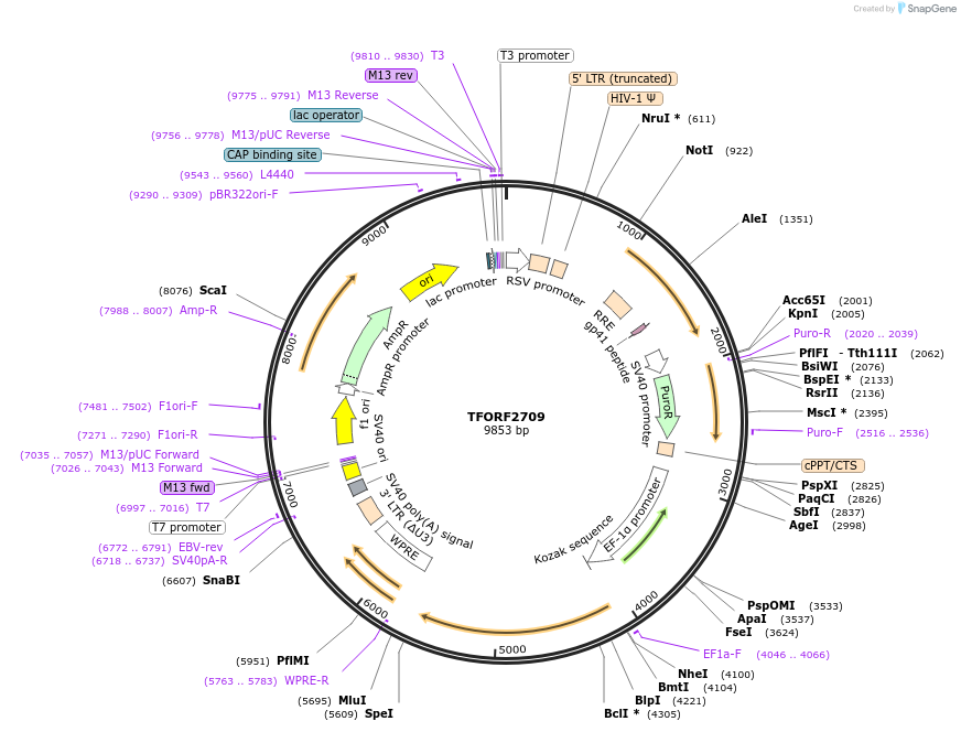 143191-plasmid-map-sequence-id-408512