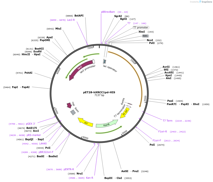 206036-plasmid-map-sequence-id-408528