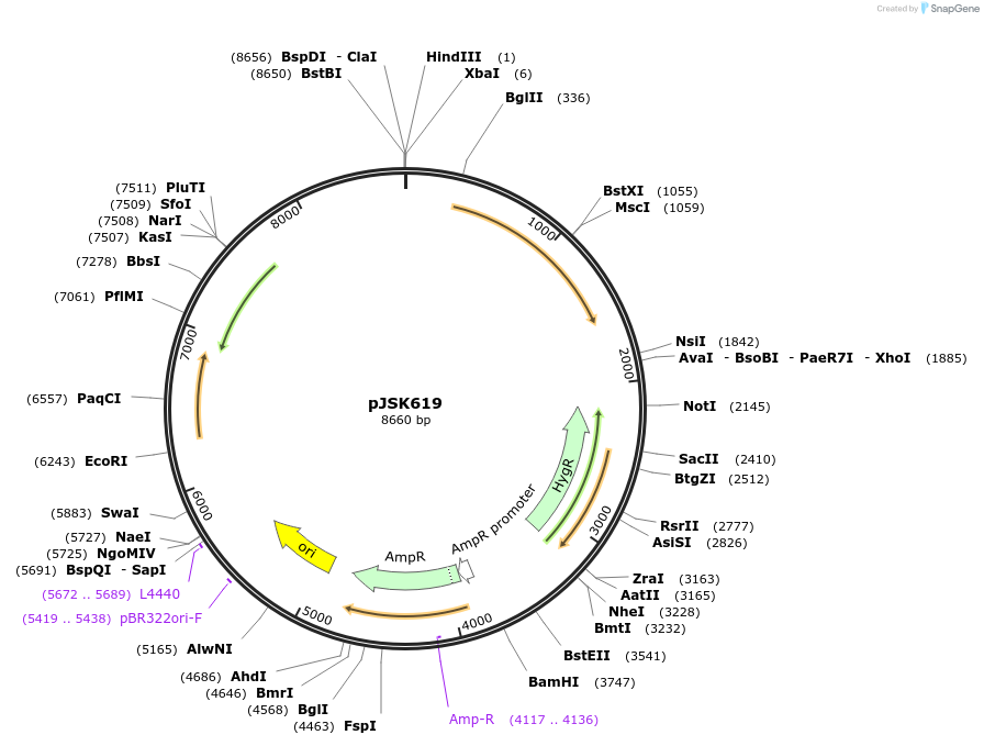 205134-plasmid-map-sequence-id-408537
