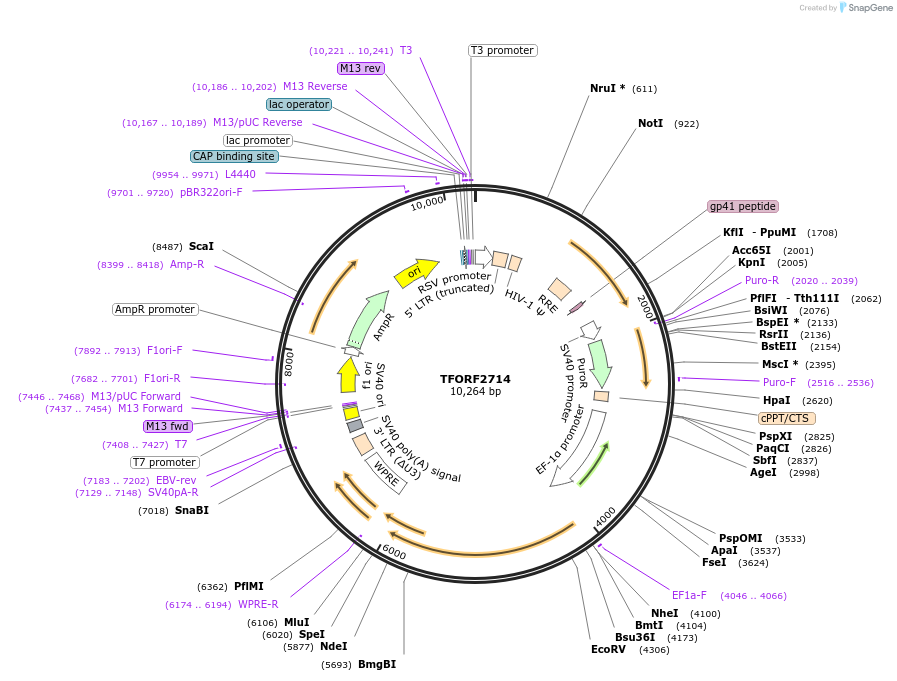 143192-plasmid-map-sequence-id-408539