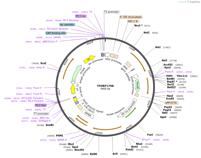 143317-plasmid-map-sequence-id-408540
