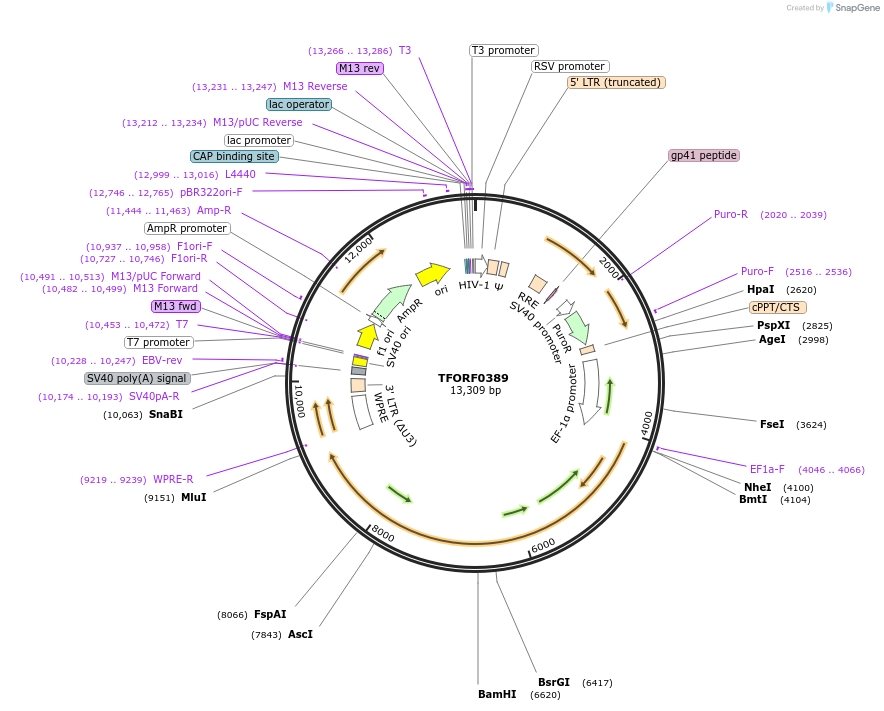 141600-plasmid-map-sequence-id-408546