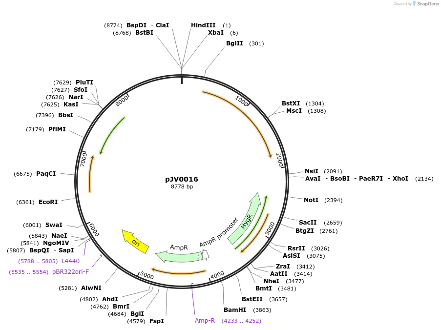 205133-plasmid-map-sequence-id-408547