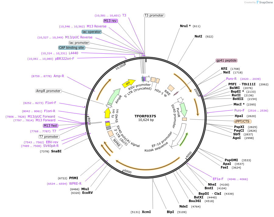141596-plasmid-map-sequence-id-408550