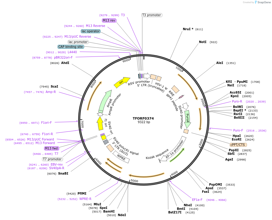 141595-plasmid-map-sequence-id-408551