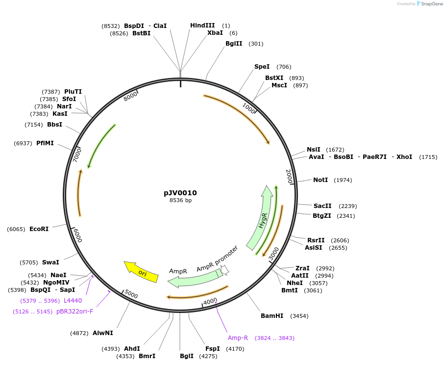 205132-plasmid-map-sequence-id-408553