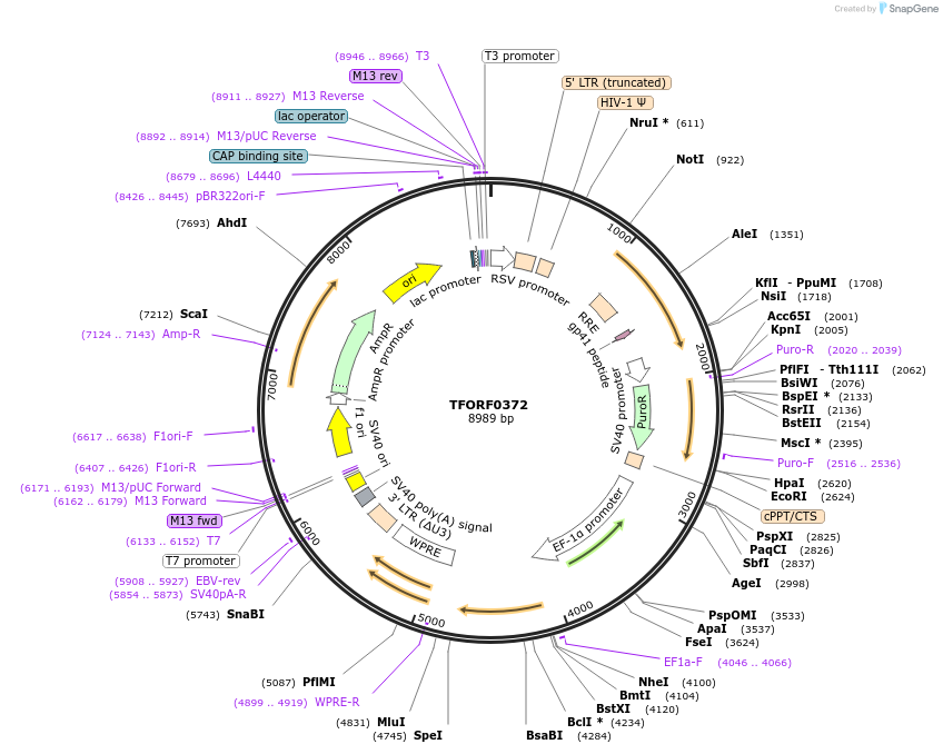 141593-plasmid-map-sequence-id-408555